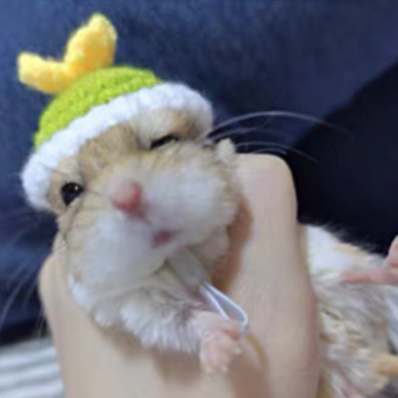 Hamster Guinea Pig Hat Costume Mini Small Pet Item Hat Parrot Funny Headwear Pet Cosplay Outfits For Chinchilla Rabbit Accessory