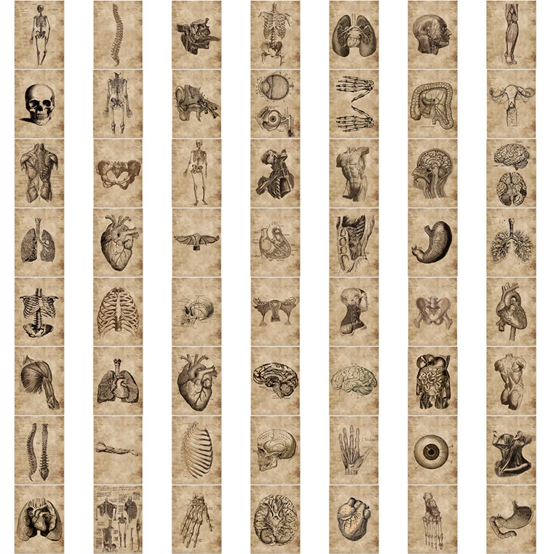 2025 10/30/56PCS Vintage Organ Diagram Sticky Graffiti Sticker Aesthetic Child PVC Phone new Decorative Sketchbook Scrapbook for Kids