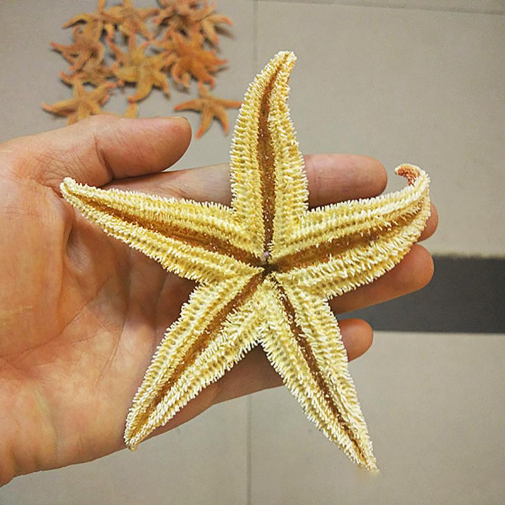 2Pcs Natural Dried Starfish Sea Star Beach Craft Wedding Party Home Decoration