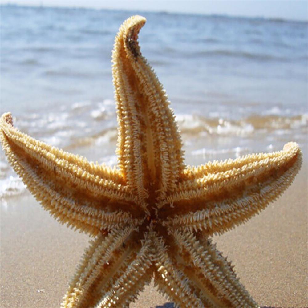 2Pcs Natural Dried Starfish Sea Star Beach Craft Wedding Party Home Decoration