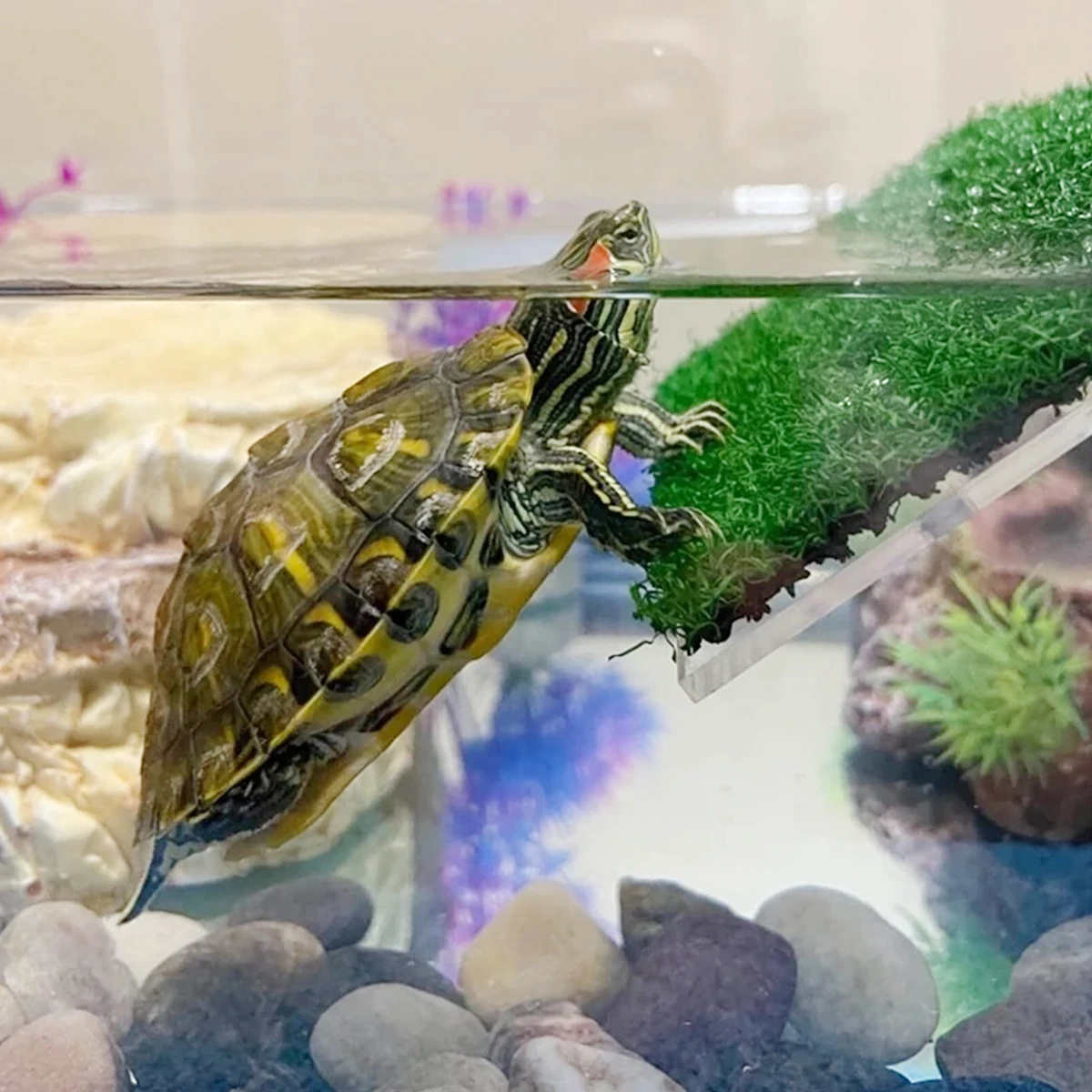 Aquarium Turtle Climbing Platform Fish Tank Simulation Lawn Turtle Resting Terrace Suction Cup Floating Tortoise Ramp Ladder