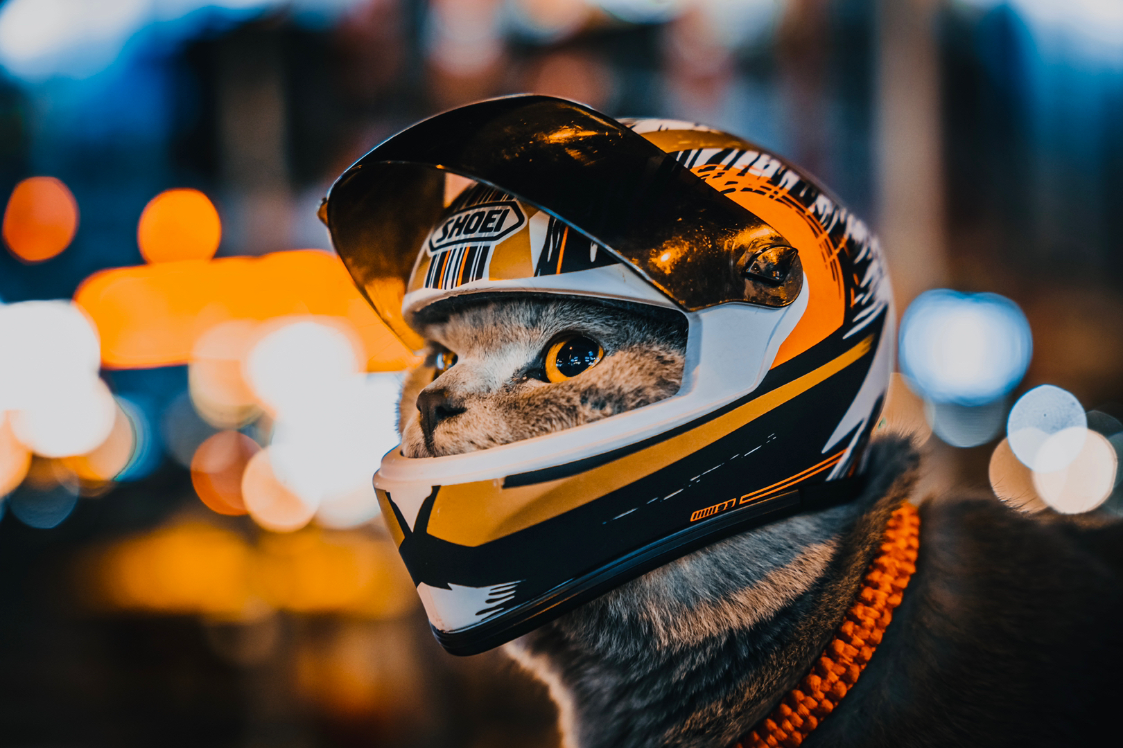Ddmysat Pet Helmets Cat Helmet Dog Outdoor Mini Head Protecting Safe Hat Motorcycle Decorative Photo Props Accessorie