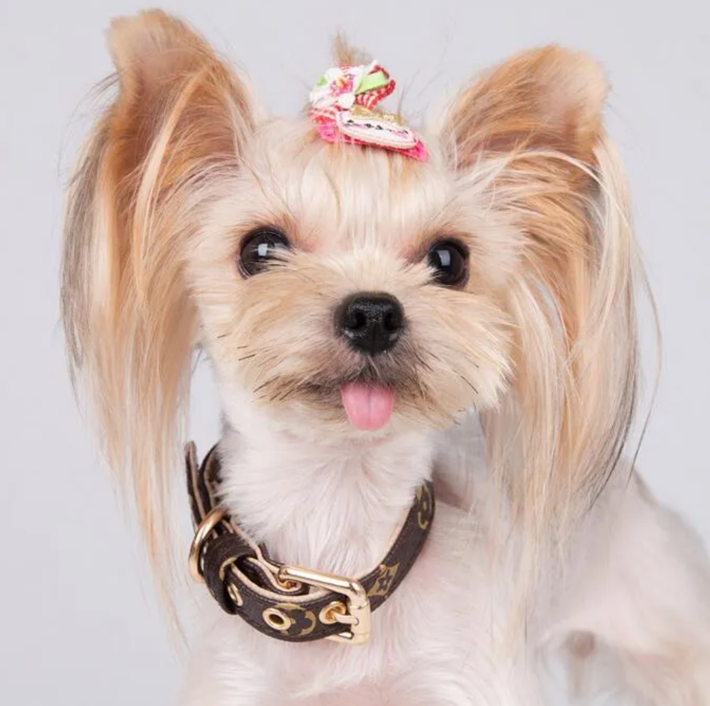 5 styles Adjustable PU Leather Pet Collars Fashion Letters Print Old wers Leashes for Cat Dog Necklace Durable Neck Decoration Accessory Pets Supplies
