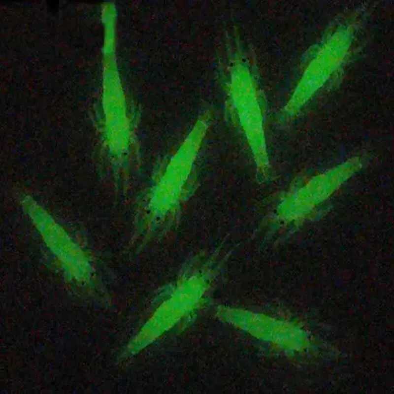 20PCS Isca Artificial Soft Shrimp Lure Worm For Fishing Bait 1.3g/4cm Hook Sharp Crankbait Lures Silicone Shone Prawn BaitXJ241128