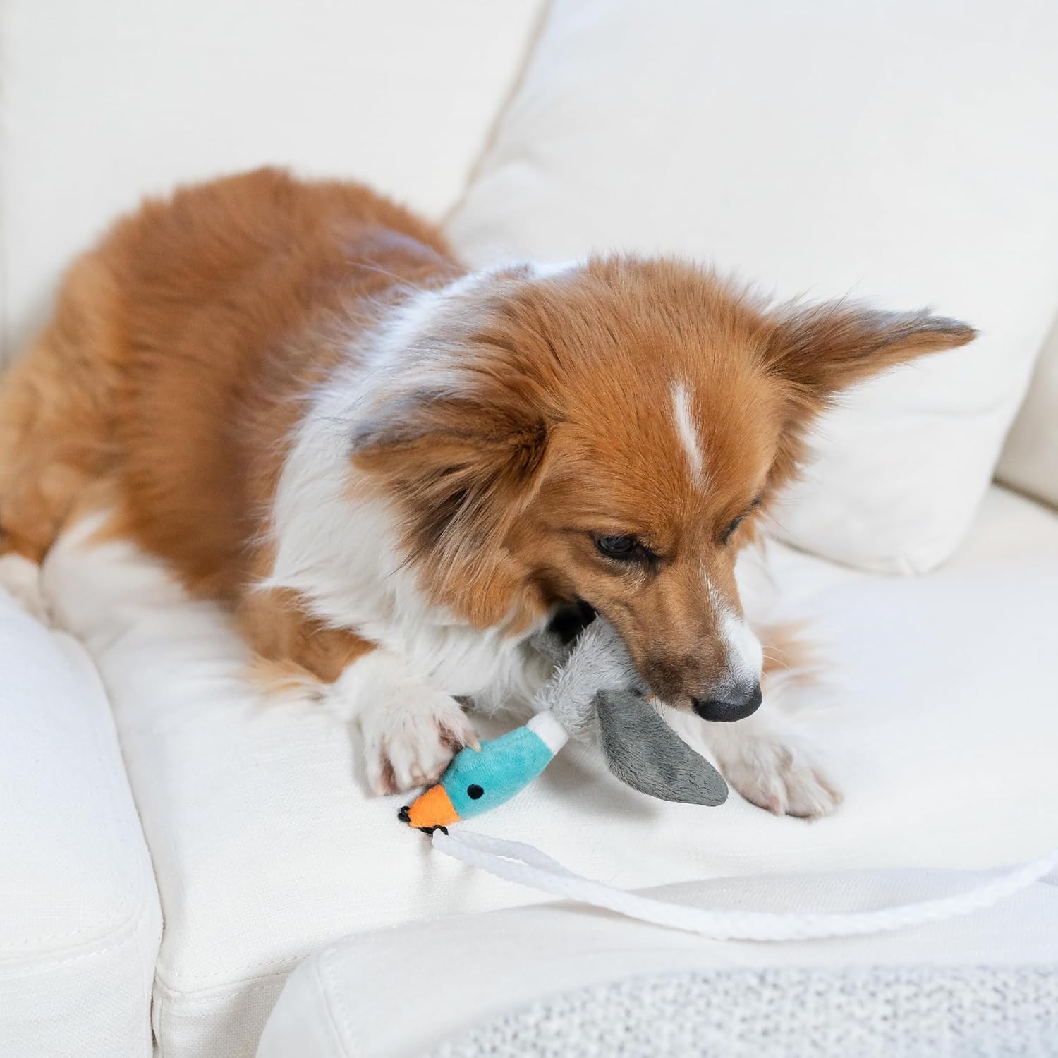 Teaser Tail Interactive Dog Wand Toy, Squeaky Plush Toy Included, Multicolored