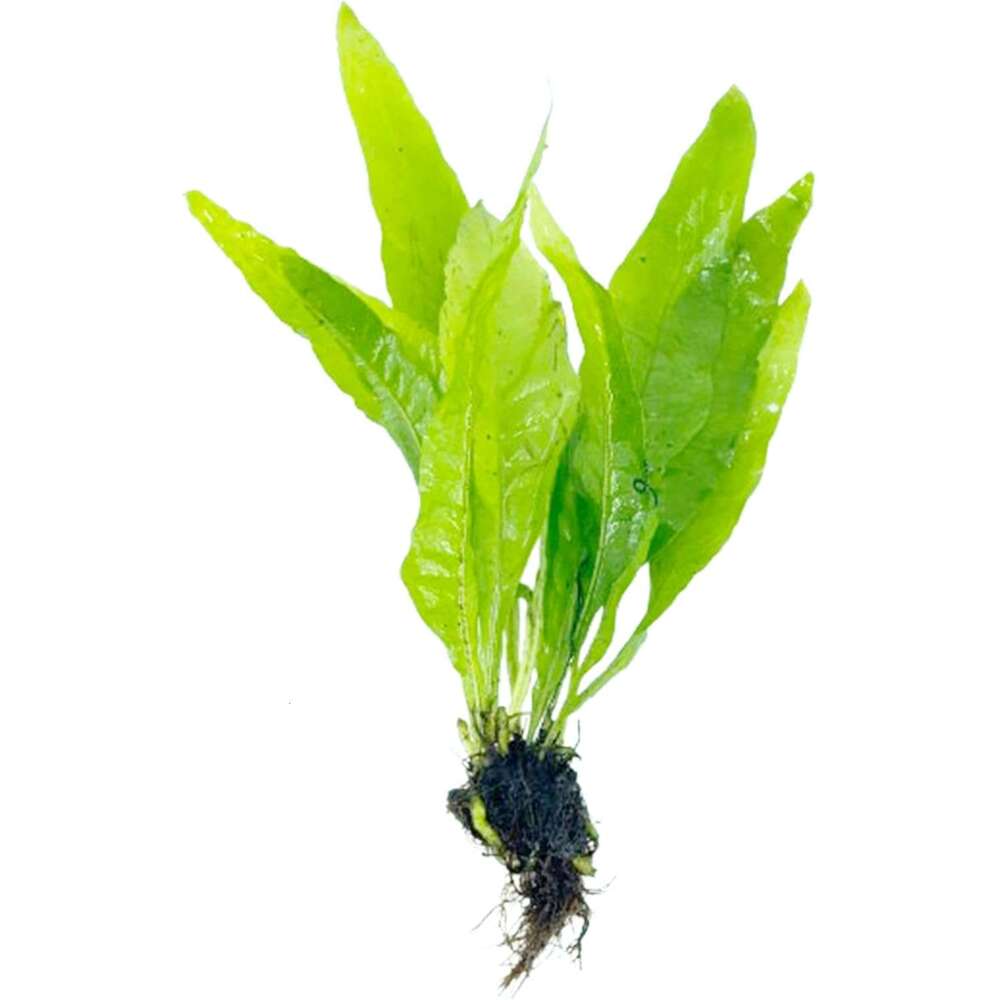Java Fern and Anubias Aquarium Plant Bundle - Live Freshwater Plants Aquascaping, Low Maintenance, Easy Beginner-Friendly Decor for Fish Tank