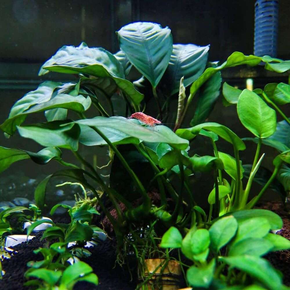 Java Fern and Anubias Aquarium Plant Bundle - Live Freshwater Plants Aquascaping, Low Maintenance, Easy Beginner-Friendly Decor for Fish Tank