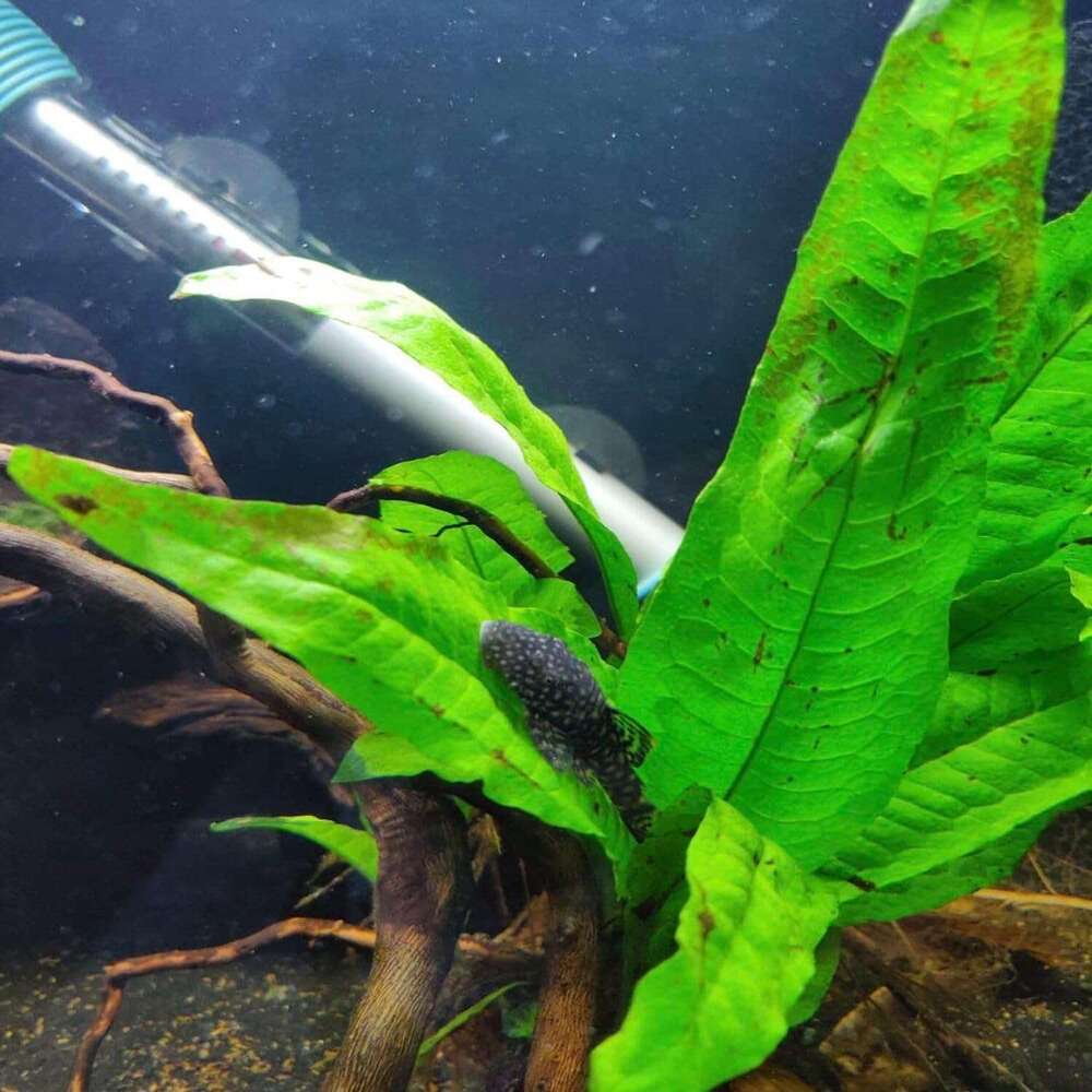Java Fern and Anubias Aquarium Plant Bundle - Live Freshwater Plants Aquascaping, Low Maintenance, Easy Beginner-Friendly Decor for Fish Tank