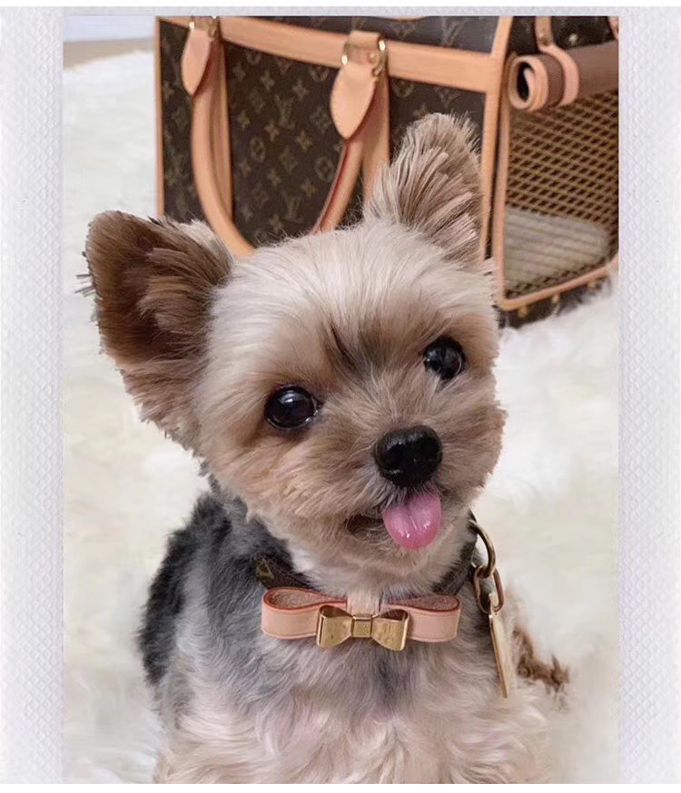 Designer Pet Bow Collar Leash Made Of Genuine Cow Leather - Perfectly Sized For Small To Medium Canines And Felines Comes With A Gift Box