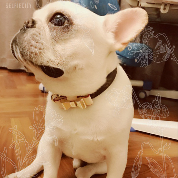 Designer Pet Bow Collar Leash Made Of Genuine Cow Leather - Perfectly Sized For Small To Medium Canines And Felines Comes With A Gift Box