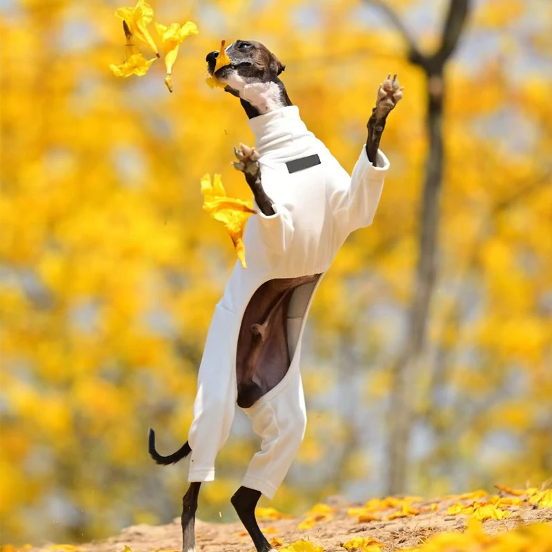 Soft Whippet Turtleneck 4-legged Clothes Warm Italian Greyhound Cotton Stretch Dog Sweater in Autumn Winter 241212