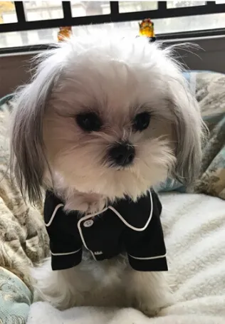 Summer French dog pajamas Pomeranian bear bullfighting small dog Teddy pet clothes shirt Feel Comfortable When Touched HF28