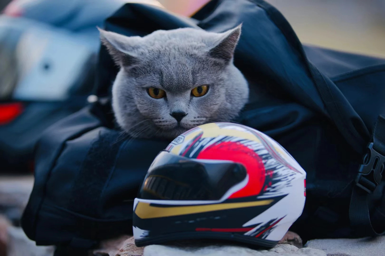ATUBAN Small Pet Motorcycle Helmet Cat Dog Puppy Mini HelmetsFull Face Motorcycle Helmet Outdoor Head Protecting Pet Hard Hat 241212