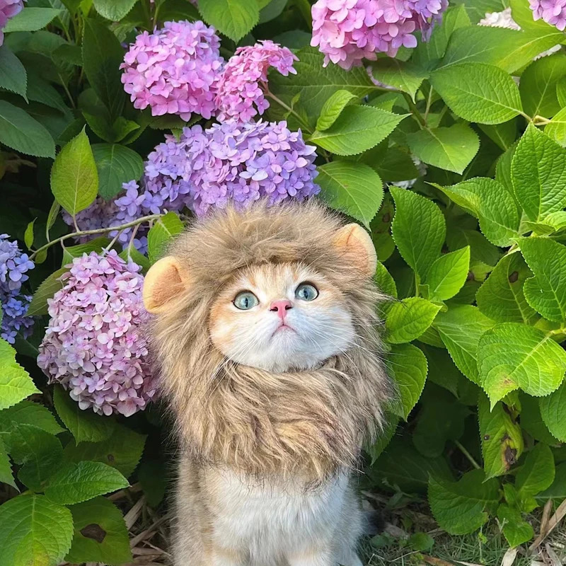 Cute Lion Mane Cat Wig Hat Funny Pets Clothes Cap Fancy Party Dogs Cosplay Costume Kitten Hat with Ears Accessories Cat Costume 241212