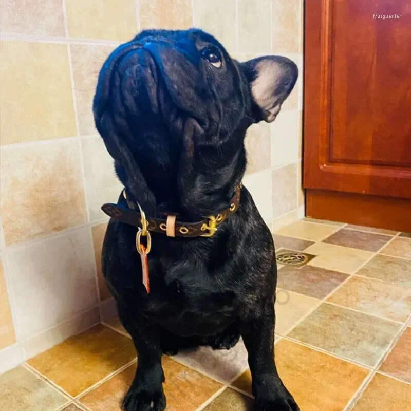 Fashion Pet Collar Dog Collar Cowhide Material Classic Teacup Teddy Maltese Cat Leash Harness And Leash