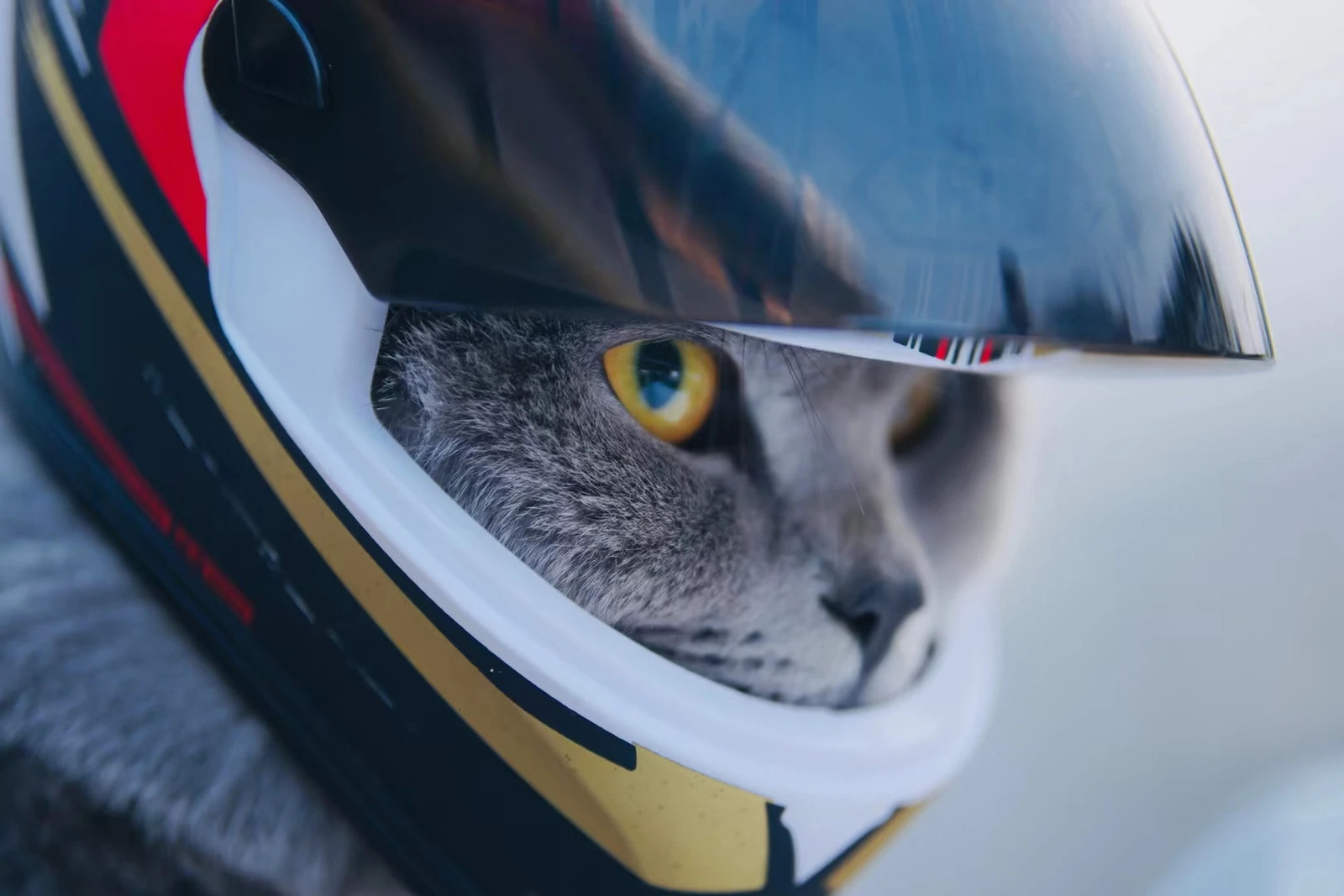 ATUBAN Small Pet Motorcycle Helmet Cat Dog Puppy Mini HelmetsFull Face Motorcycle Helmet Outdoor Head Protecting Pet Hard Hat 241212
