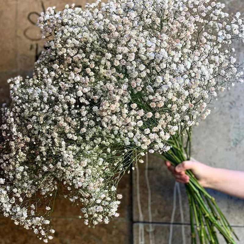 White Natural Dried Gypsophila Babys Breath Dried Flowers Gypsophila Arrangement Home Decoration Wedding Table Decor Floral DIY H260421
