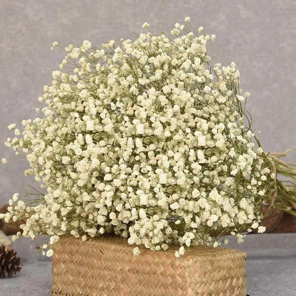 White Natural Dried Gypsophila Babys Breath Dried Flowers Gypsophila Arrangement Home Decoration Wedding Table Decor Floral DIY H260421