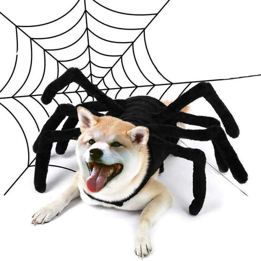 Dog Apparel Halloween Pet Costume Black Spider Cosplay Funny Dress Up For Cat Small Medium Large Dogs Accessories H240506