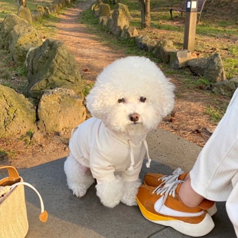 Autumn and winter dog simple hooded drawstring hoodie ins wind cat two feet clothes puppy milk dog pet clothes