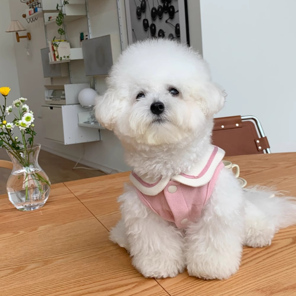 Dog Apparel Autumn/Winter Single Breasted Cardigan Sweater INS Teddy Small Cat Contrast Designer Clothes