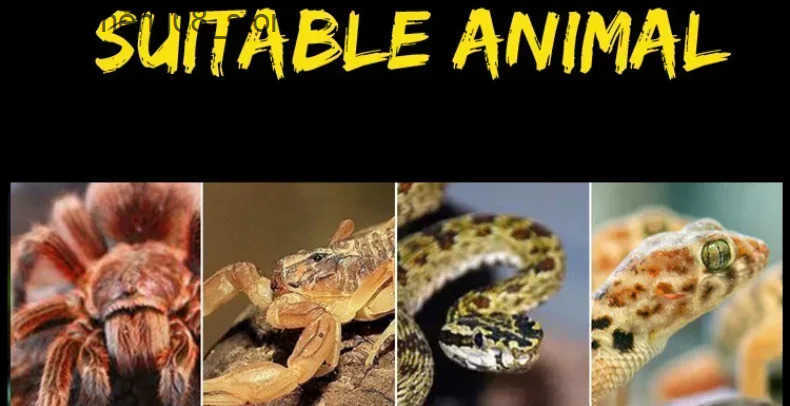 Other Pet Supplies Pet reptile PVC feeding box 6W reptile breeding tank with heating pad reptile feeding box L240910