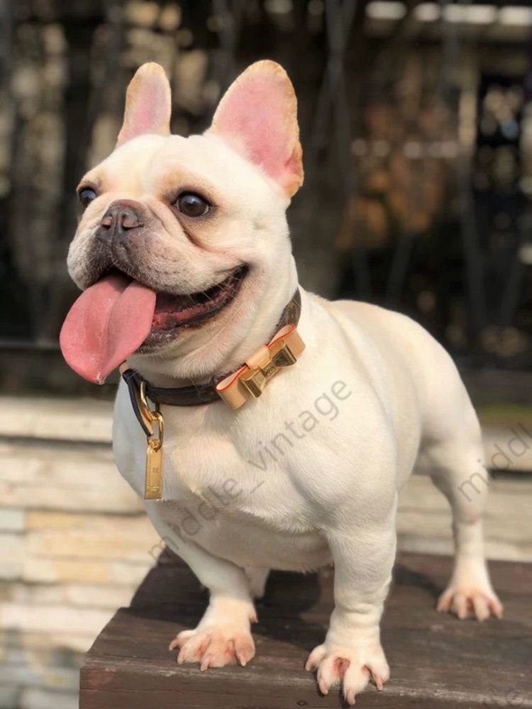 Designer Set Trendy Brand Presbyc Dog Cat Collar Cowhide material Travel Essential Traction Rope Pet Anti-lost Artifact With Box