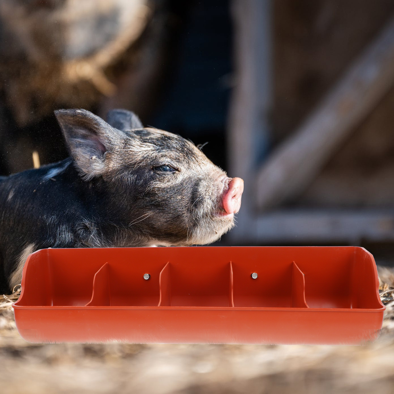 Guinea Pig Feed Trough Piglet Feeding Dispenser Water Feeder Pp Food Lovers Bins