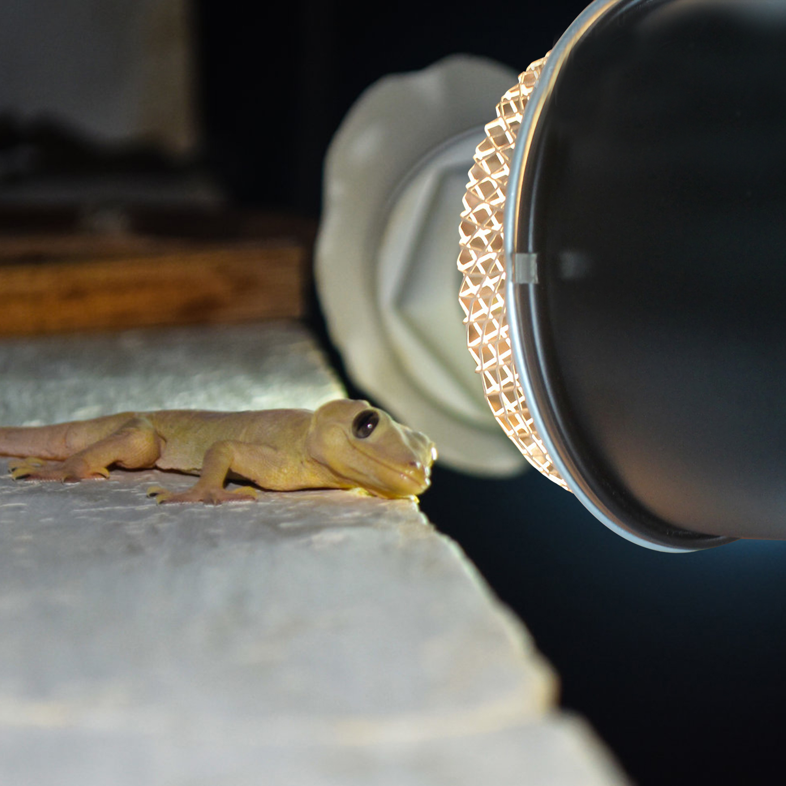 Simple Grille Animals Reptile Light Dome Cover Stainless Steel Heat Lamp Heating Protective