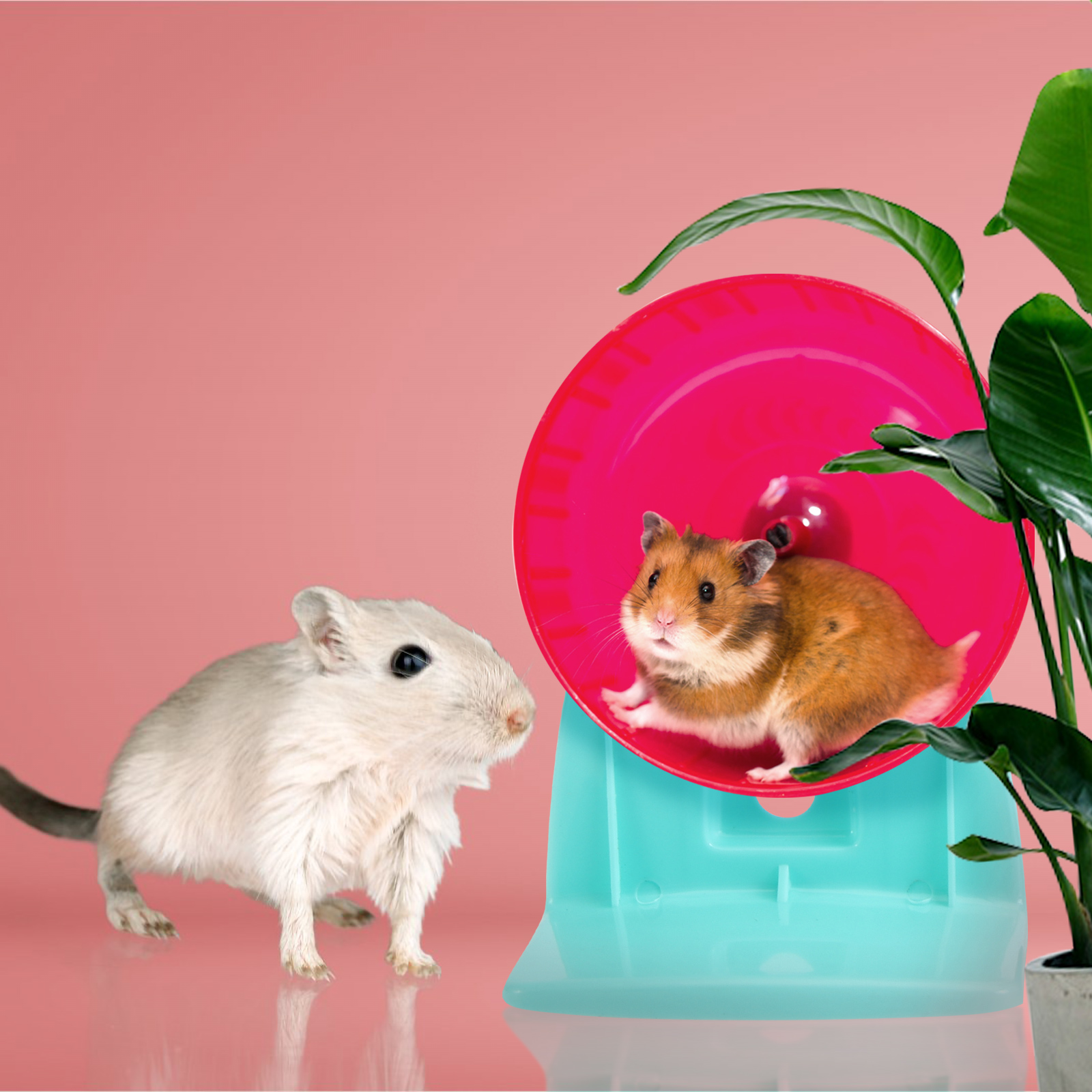 Automotive Wheels Hamster Running Holder Bracket Supplies Pet Kettle Runner Exercise Exercising