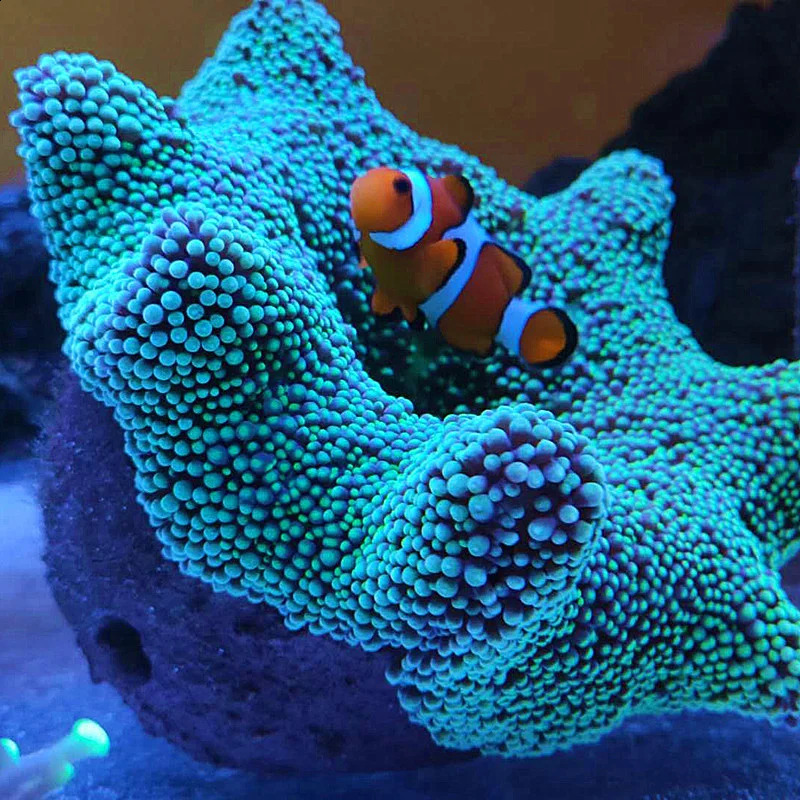 Magnetic Anemone Nest Prevent Running Away Clay and Live Rock Made for Aquarium Reef Tank Aquarium Plants 241225