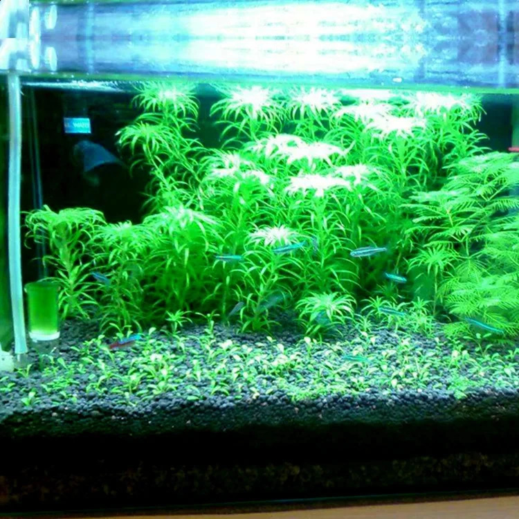 Fish Tank Water Grass Mud Plant Seed Soil Aquarium Bottom Sand Nutrient Soil Black Mud Water Grass Tank Bottom Soil Fertilizer 241225