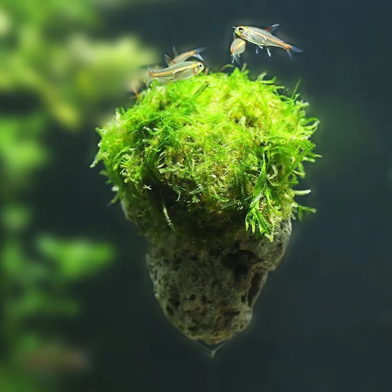 Suspended Stone with Moss for Fish Tank Aquarium Decorative Aquatic Plants Landscaping Natural Avatar Effect with Rope 241225