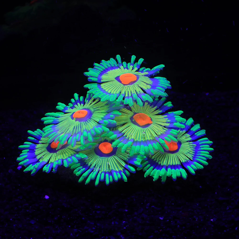 Silicone Simulated Sea Anemone Night Glow Effect Fish Tank Decoration Aquarium Underwater World Plant Decoration Accessories 241225