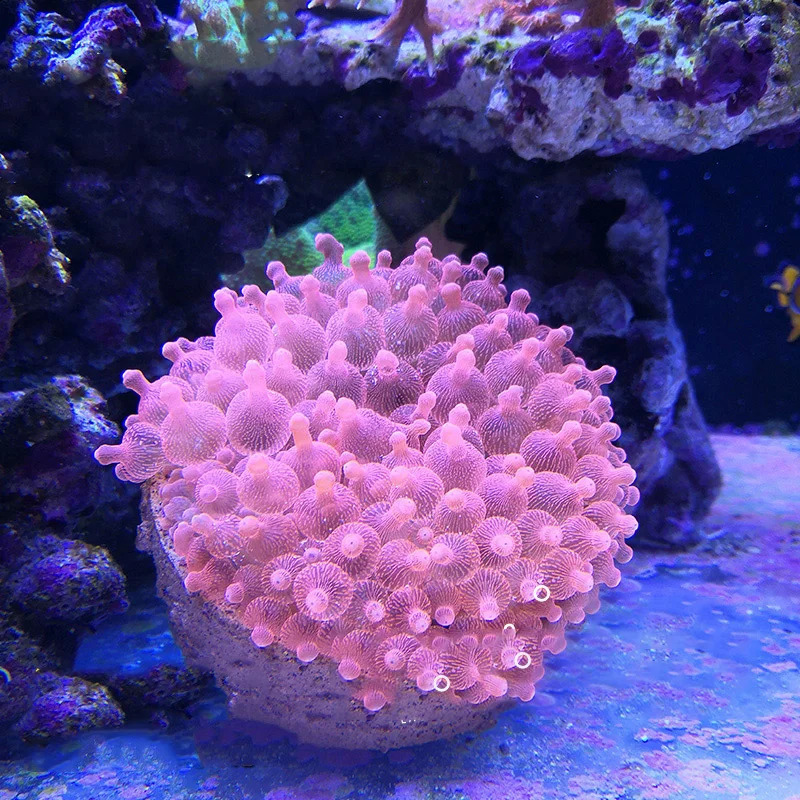 Magnetic Anemone Nest Prevent Running Away Clay and Live Rock Made for Aquarium Reef Tank Aquarium Plants 241225