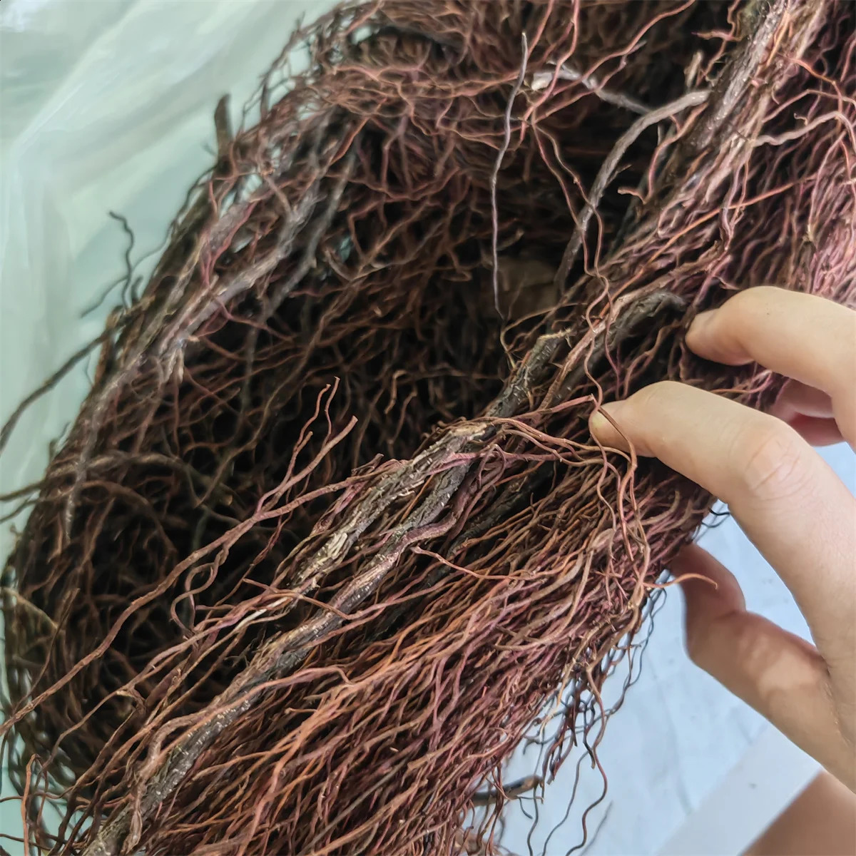 natural wood aquarium acuario aquarium tree root branch fish tank tree trunk Ecological rainforest landscape branches Plant 241225