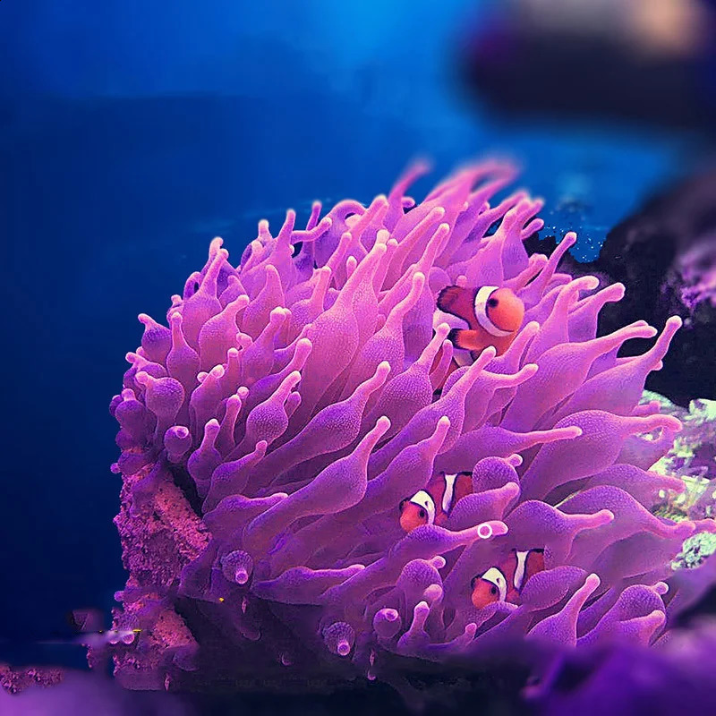 Magnetic Anemone Nest Prevent Running Away Clay and Live Rock Made for Aquarium Reef Tank Aquarium Plants 241225