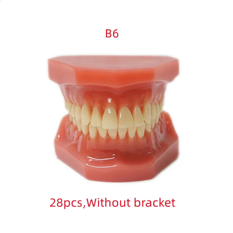 Dental Teaching Model Ortho Metal Bracket Metal Ceramic Dentistry Accessories Orthodontics False Teeth Modeling Tools 241226