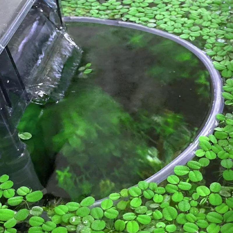 Floating Plant Corral Aquarium Floating Plants Coral Feeding Ring Improve Water Quality Aquarium Filter For Healthy Water