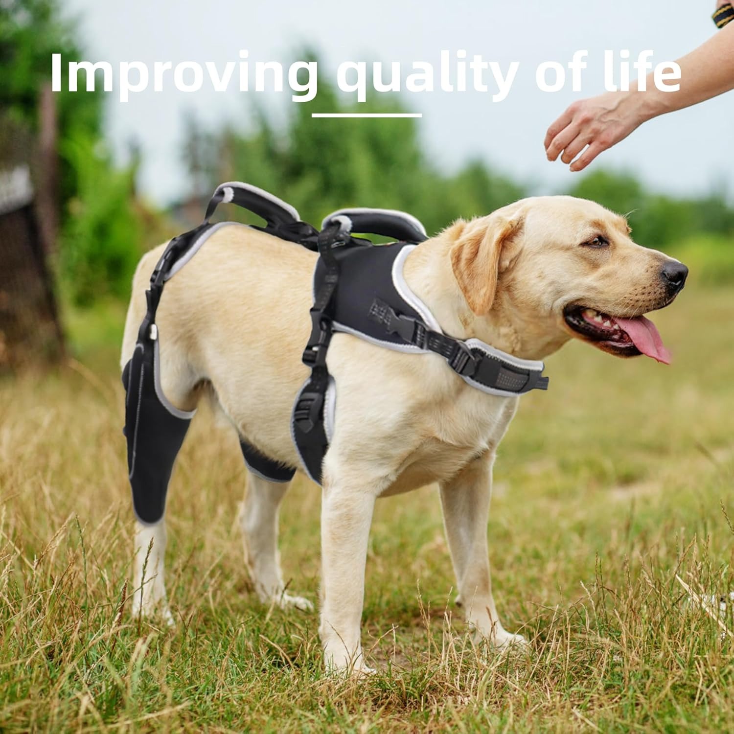 Dog knee pads are suitable for torn hind legs, patella, and cruciate ligament