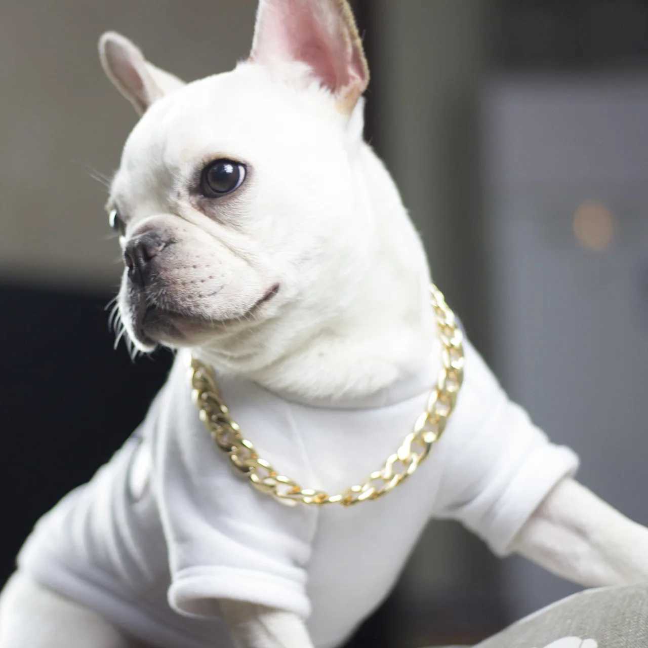 37cm Dog Gold Chain Acrylic Chain Buckle Teddy Haba Dog Small and Medium sized Dog Collar Pet Necklace Jewelry M241228