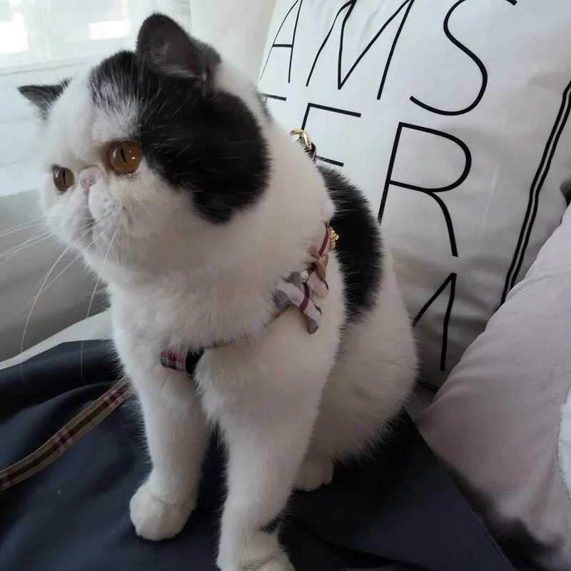 2pcs/set Pet Vest Lovely Collar Dog Harness Leash Cat British Style Harness Dog Accessories Teddy Chihuahua Pets SuppliesXJ241230