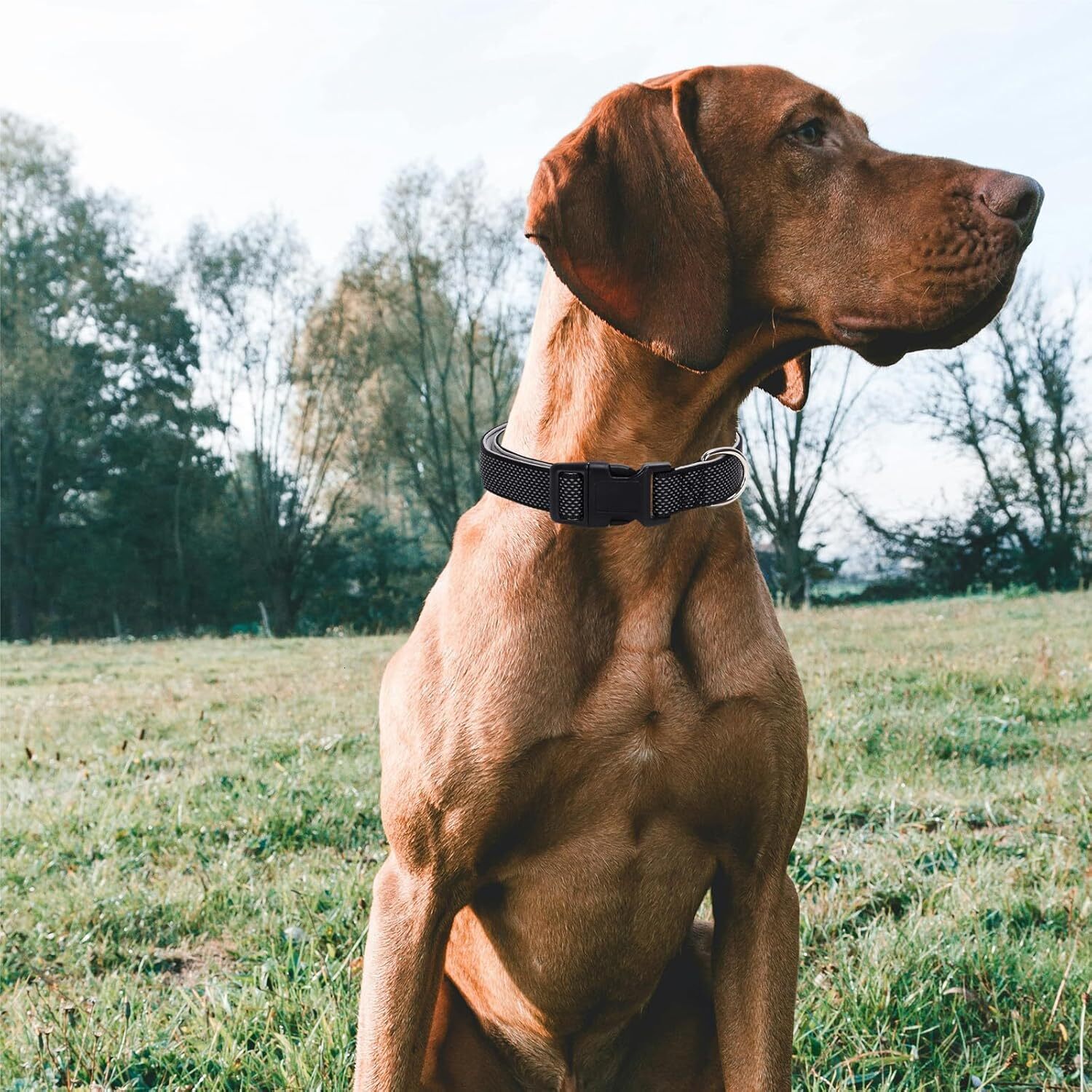 Reflective Dog Collar with Breathable Nylon Soft Neoprene Pad Collar, Suitable for Medium sized Dogs+2 AirTag Holders (Black, Medium)