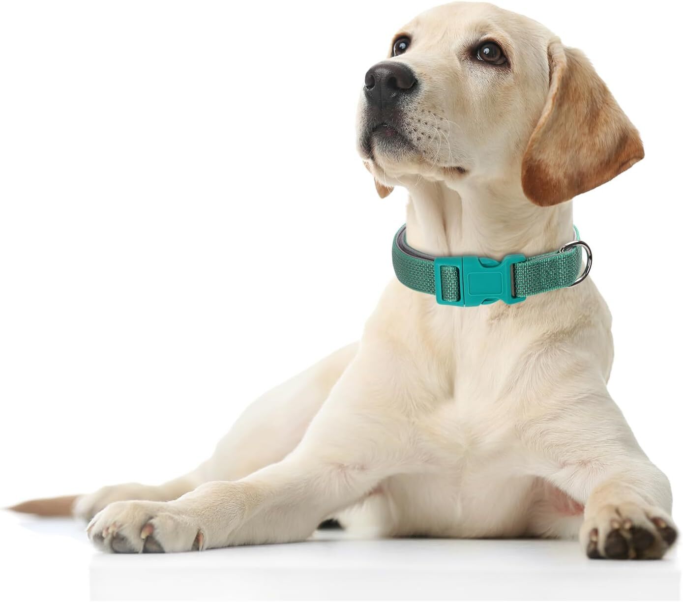 Reflective dog collar with chloroprene rubber pad, basic durability, soft nylon dog collar adjustable for XS small, medium, large, boys and girls, pet