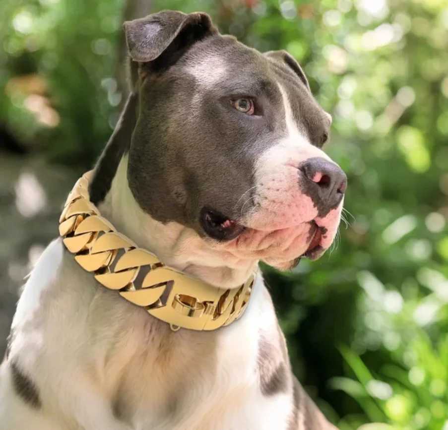 Golden Pitbull Dog Collar - Heavy Duty Stainless Steel Chain for Large Dogs - Safe and Secure DesignXJ241230