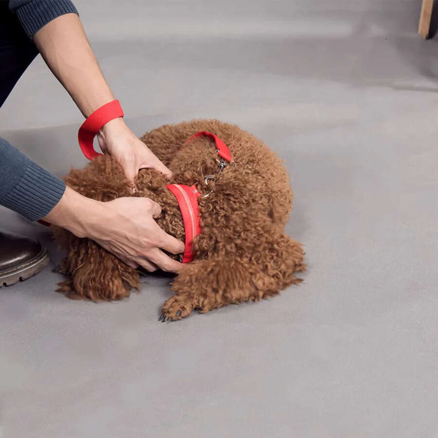 LED Pet Lights Collar, Nylon Adjustable Night Safety Flashing Glow In The Dark Dog Leash, Dogs Hair Fluorescent Collars S