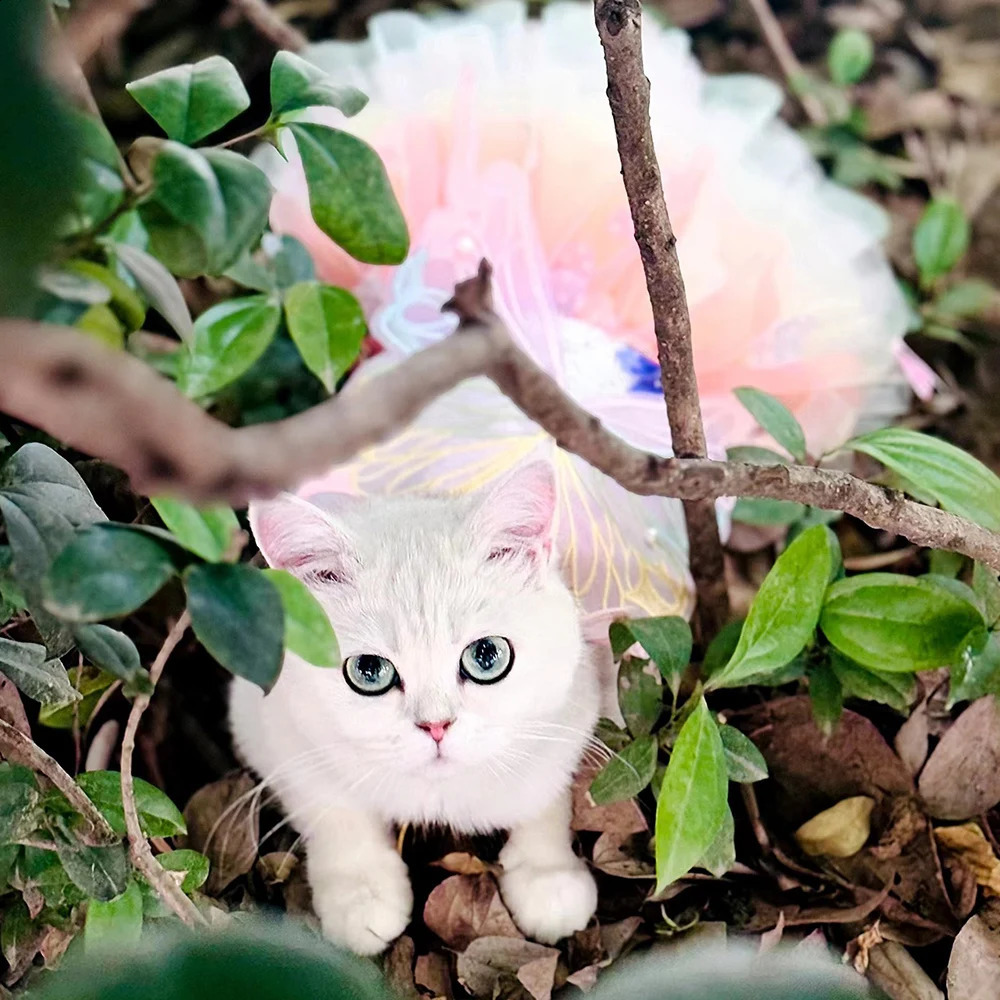 Big Butterfly Small Dogs Dress Mesh Lace Thin Apparel Rainbow Pet Tutu Winged Puppy Bridal Gown Tulle Skirt Clothing 240722 H260130