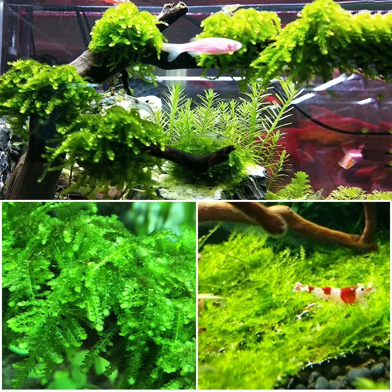 Natural Tree Trunk Driftwood Aquarium Fish Tank Reptile Cylinder Roots Plant Wood Decoration Ornament Accessory Aquarium Plants 240723