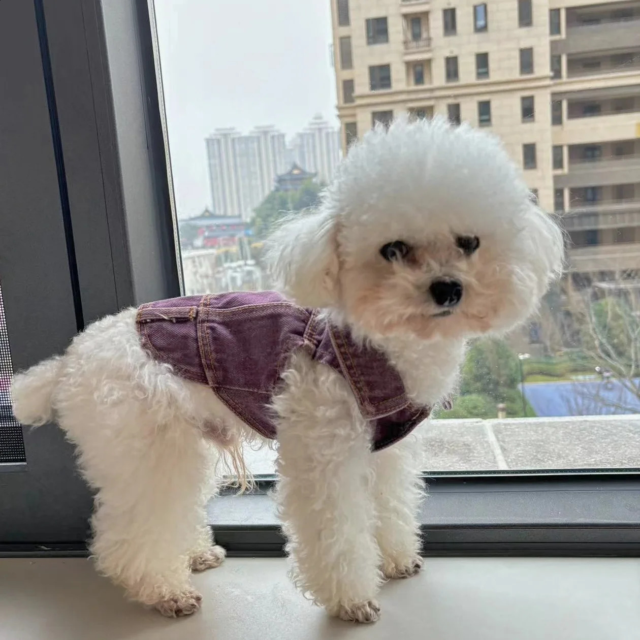 Pet Washed All Cotton Denim Bixiong Bomei Teddy Trendy Coat Puppy Clothes Dogs Vest Dog Costume 240722