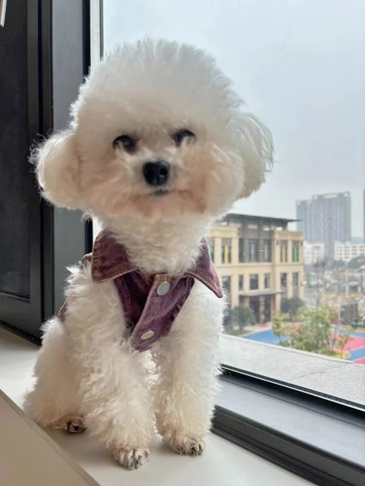 Pet Washed All Cotton Denim Bixiong Bomei Teddy Trendy Coat Puppy Clothes Dogs Vest Dog Costume 240722
